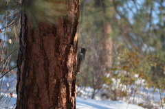 Colaptes auratus luteus × cafer