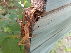 Ancistrocercus circumdatus