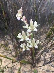 Disperis circumflexa aemula
