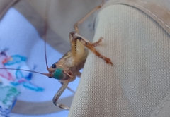 Ancistrocercus circumdatus