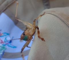 Ancistrocercus circumdatus