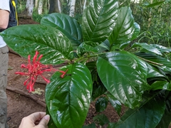 Odontonema cuspidatum