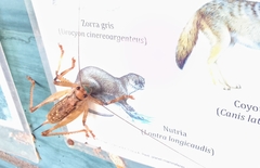 Ancistrocercus circumdatus