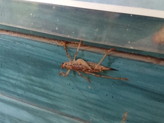 Ancistrocercus circumdatus