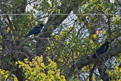 Corvus brachyrhynchos