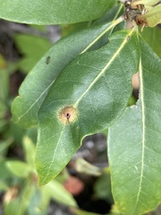 Dryocosmus juliae