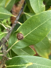 Dryocosmus juliae