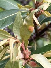 Dryocosmus juliae