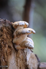 Hemipholiota