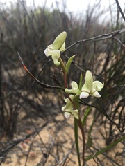Disperis circumflexa aemula