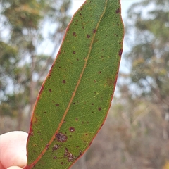 Eucalyptus umbra