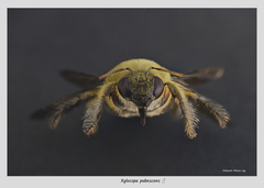 Xylocopa pubescens