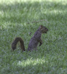 Sciurus niger