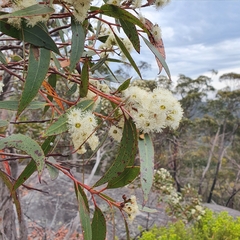 Eucalyptus umbra