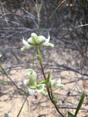 Disperis circumflexa aemula