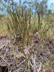 Baccharis genistelloides