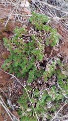 Selaginella hansenii