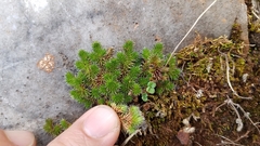 Selaginella hansenii