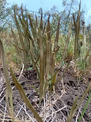 Baccharis genistelloides