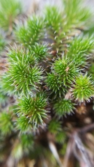 Selaginella hansenii