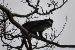 Cercopithecus ascanius