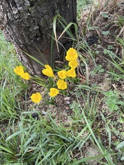 Sternbergia lutea