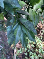 Sideroxylon salicifolium