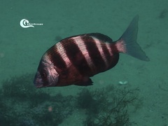 Diplodus cervinus