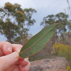 Eucalyptus umbra