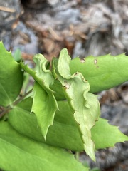 Aceria caliberberis