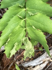 Aceria caliberberis