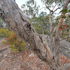 Eucalyptus umbra