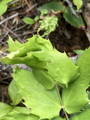 Aceria caliberberis