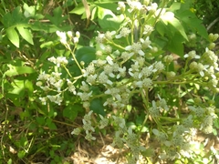 Verbesina myriocephala