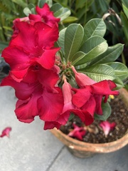 Neriinae