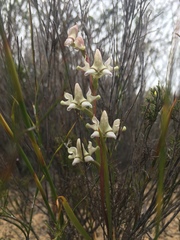 Disperis circumflexa aemula