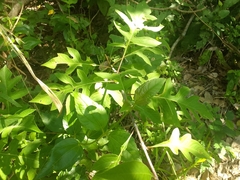 Verbesina myriocephala