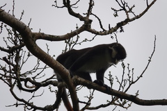 Cercopithecus ascanius
