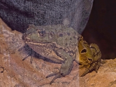 Pelophylax perezi
