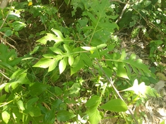 Verbesina myriocephala