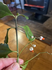 Euonymus japonicus