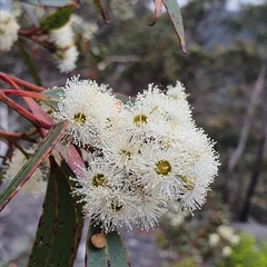 Eucalyptus umbra