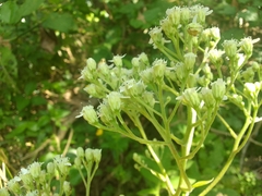 Verbesina myriocephala