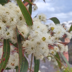 Eucalyptus umbra