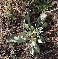 Cynoglossum cheirifolium