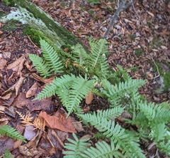 Polypodium virginianum