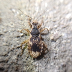 Homalocoris