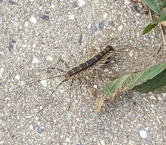 Thereuonema tuberculata