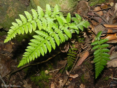 Polystichum chilense