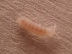 Onychiurinae